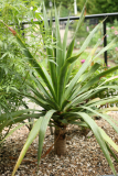 Dracaena draco RCP5-07 016.jpg